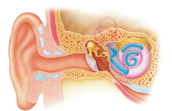 听力损失的类型及原因